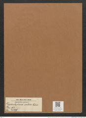 Grammatophora arctica Cleve (de-Toni-Nr.: Genus 93, Species 3029) Zeichnungen Sammlung Grunow Mappe 03207 (Herbarium_W_Grunow_drawings_Folder_03207)